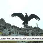 Alianza para la protección del cóndor andino