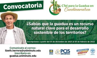 Abren gran convocatoria para productores de guadua en Cundinamarca
