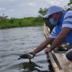 Armada de Colombia regresa a su hábitat a 16 Tortugas en Riosucio – Chocó.