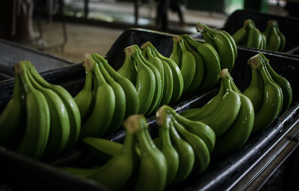 Asbama le pide a la Unión Europea reconocer un valor justo al banano Latinoamericano