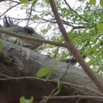 Autoridades ambientales piden a la comunidad proteger a las iguanas