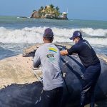 Autoridades investigan muerte de ballena en San Bernardo del Viento