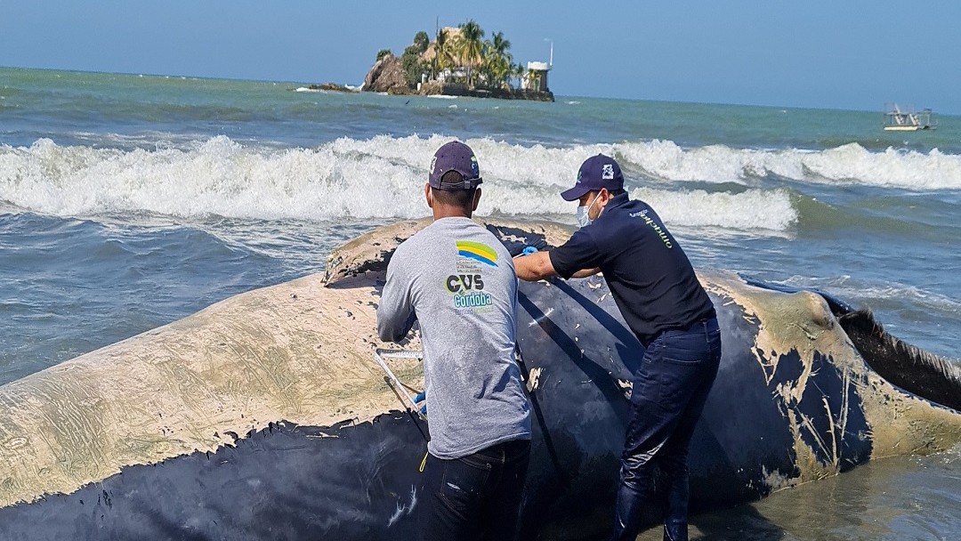 Autoridades investigan muerte de ballena en San Bernardo del Viento