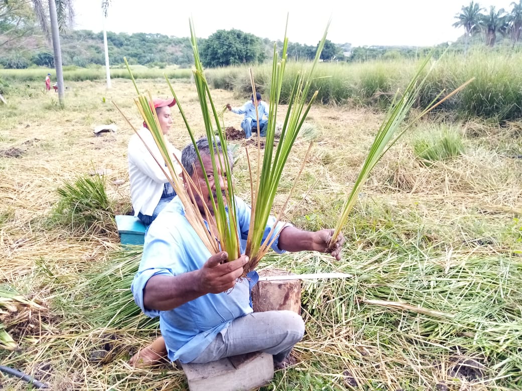 Biomasa, una energía alternativa con alto potencial en Colombia