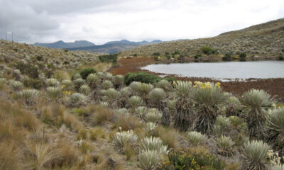 Bogotá completó 200 hectáreas protegidas