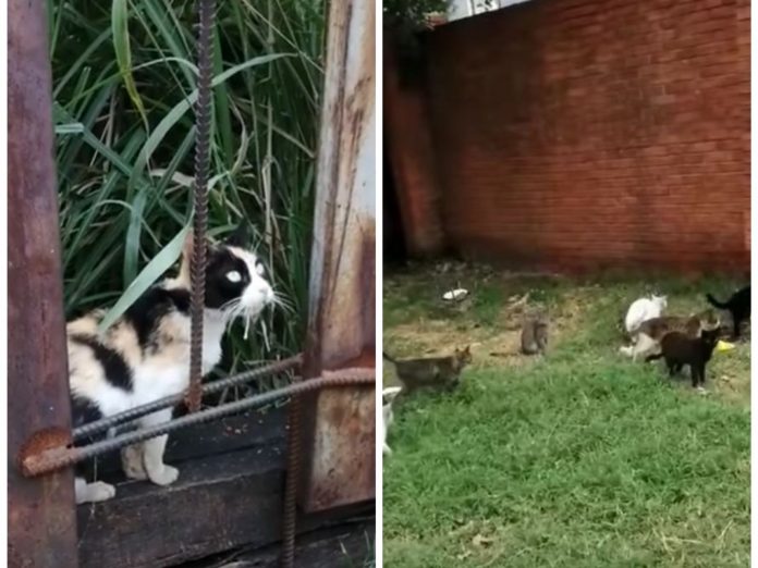 colonia de gatos en la calle 26 de cali