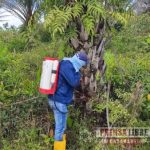 Durante 2021 el ICA inspeccionó 45.894 hectáreas de palma de aceite en 8 municipios de Casanare