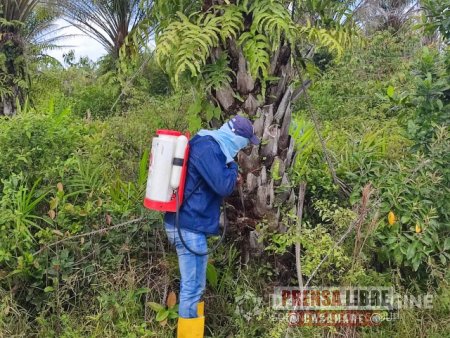 Durante 2021 el ICA inspeccionó 45.894 hectáreas de palma de aceite en 8 municipios de Casanare