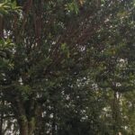 En Manizales se vigilan los árboles que pueden representar peligro