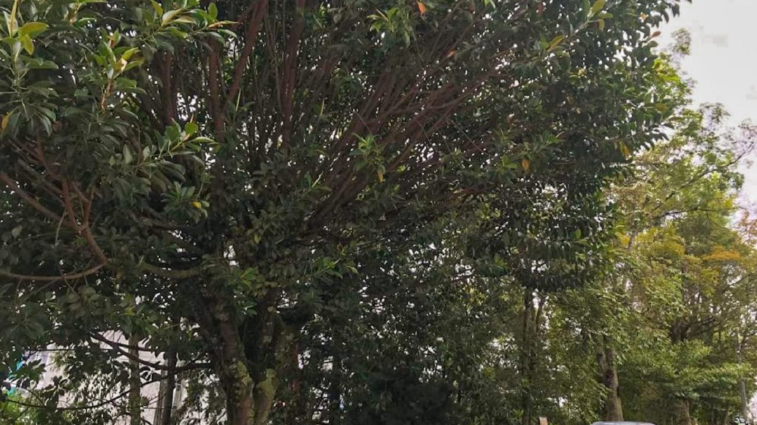 En Manizales se vigilan los árboles que pueden representar peligro