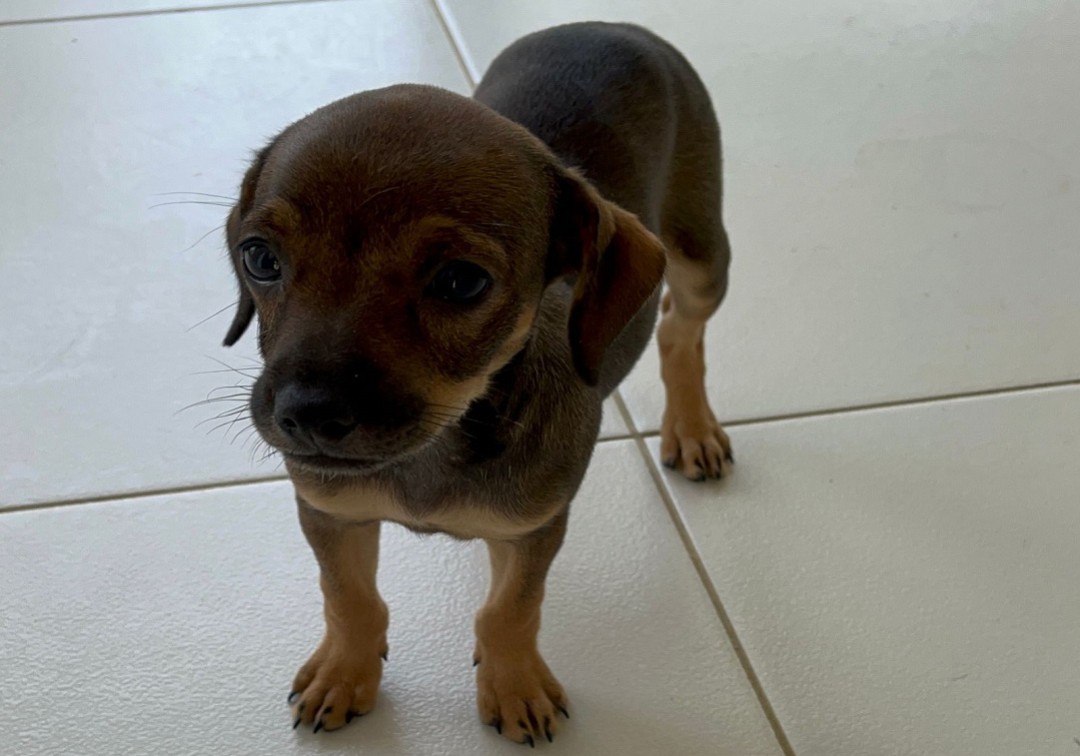 En Montería rescatan a una canina que era drogada por su propietaria