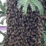 En Villamaría reubicaron un enjambre de abejas polinizadoras