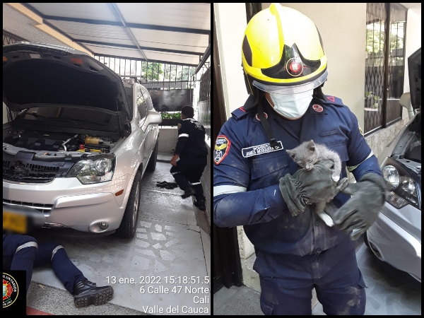 Gatito rescatado por Bomberos de Cali ya tiene familia: Lo rescataron dentro del motor de un carro y el dueño lo adoptó