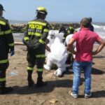 Hallan cuerpo de joven que desapareció cuando se bañaba en playas de Pradomar