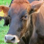 Inseminación artificial gratuita de bovinos en zona rural de Manizales