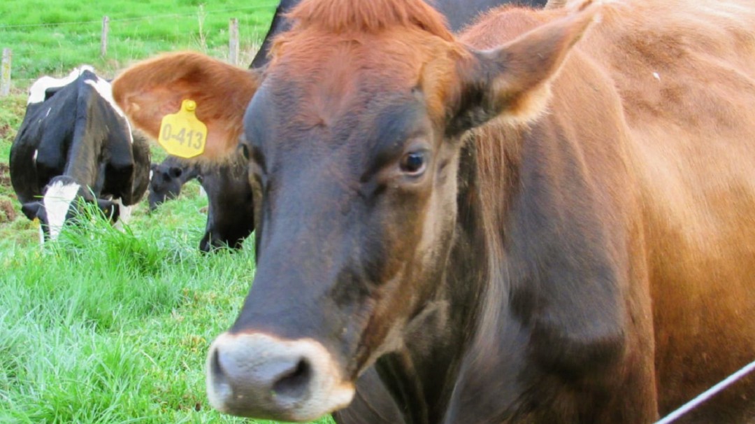 Inseminación artificial gratuita de bovinos en zona rural de Manizales