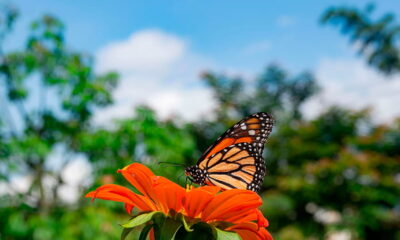 En Colombia está el 20 % de las especies de mariposas en el mundo