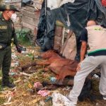 Maltrato animal en Cartagena: policía rescató un caballo en Olaya