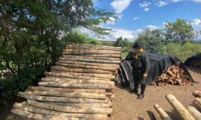 Más de 4500 listones de madera rolliza “eucalipto” fueron puestos a disposición de la autoridad ambiental