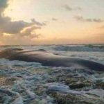 Posibles causas de la muerte de ballena encallada en Córdoba