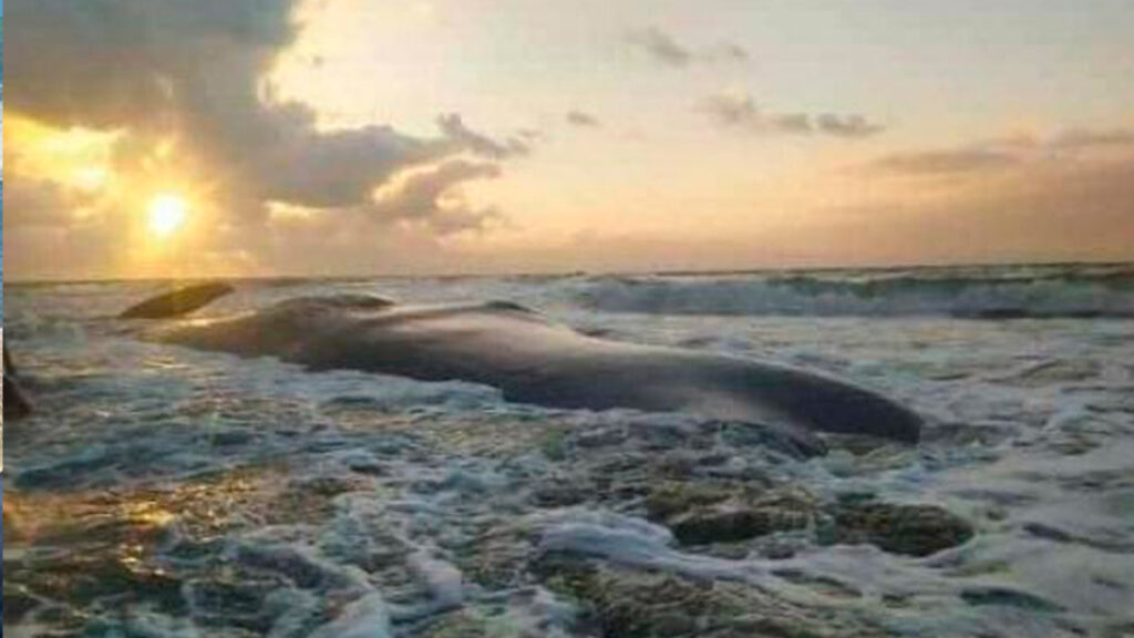 Posibles causas de la muerte de ballena encallada en Córdoba