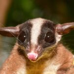 Registran en Guainía especie de zarigüeya poco conocida para la ciencia