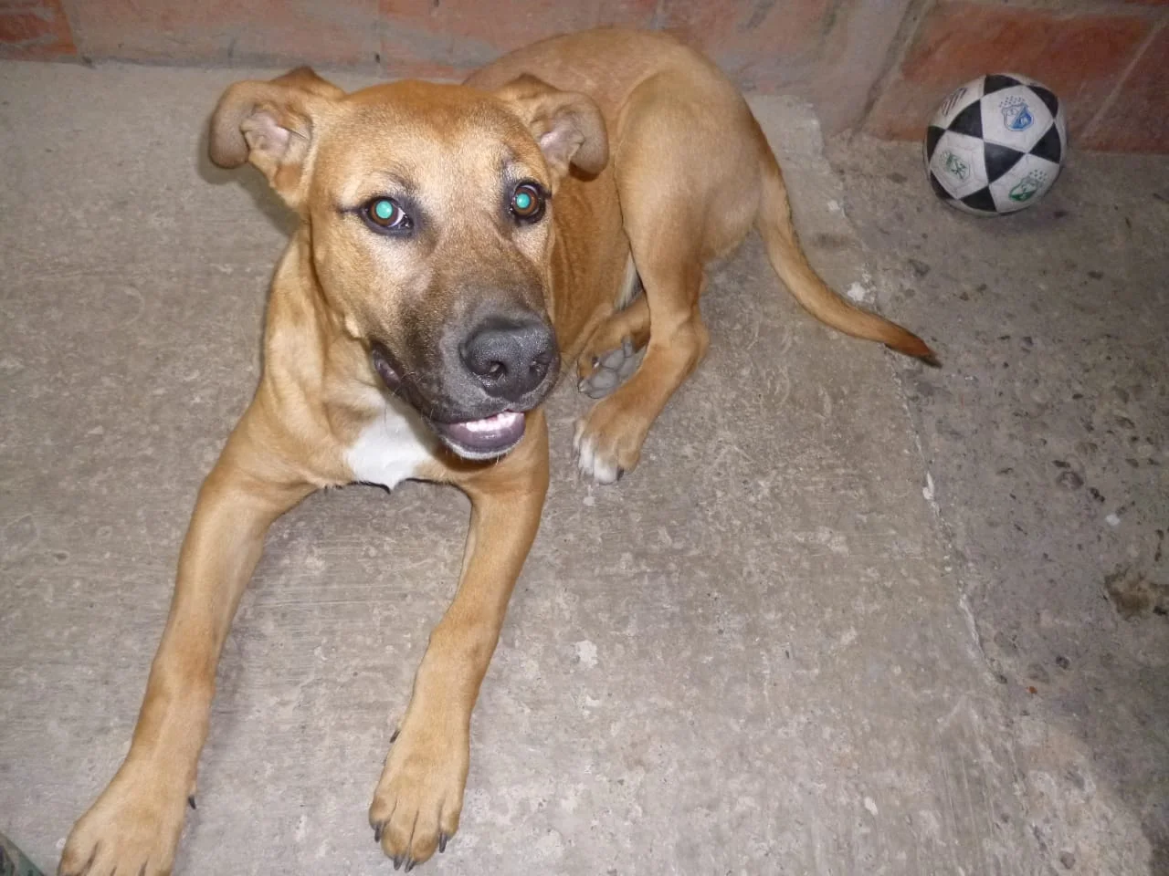 Riña entre vecinos terminó con la muerte de un perro y un capturado en Zipaquirá