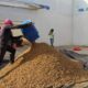 Salida de la empresa Agroproduce afecta 2.300 campesinos y 6000 empleos en Maicao