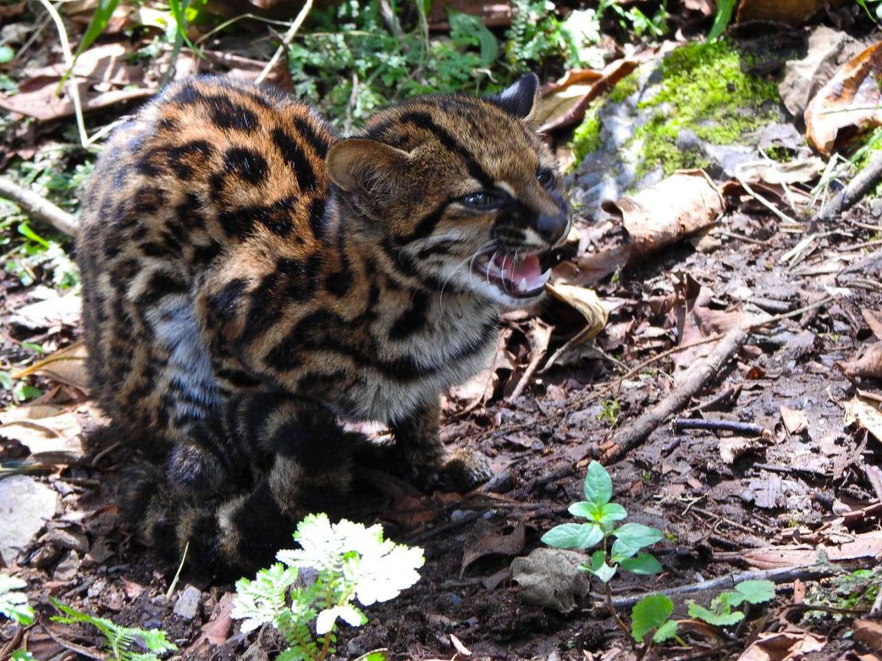 Tigrilla vuelve a su hábitat natural en el sur del Huila.