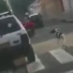 VIDEO: Abandonan a perra y animal corre detrás del carro de sus amos