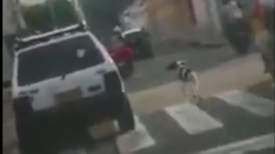 VIDEO: Abandonan a perra y animal corre detrás del carro de sus amos