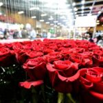 Avianca transportó más de 16 mil toneladas de flores por San Valentín