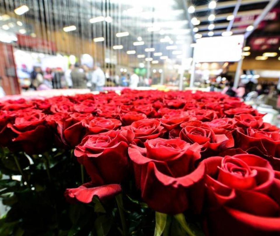 Avianca transportó más de 16 mil toneladas de flores por San Valentín