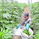 Claves para entender la nueva regulación de cannabis de uso industrial