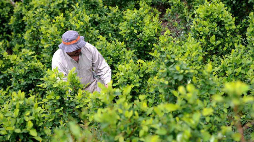 Cocam rechaza tutela para reanudar fumigación de cultivos ilícitos