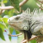 Corpamag adelantará jornadas para evitar el consumo de huevos de iguana