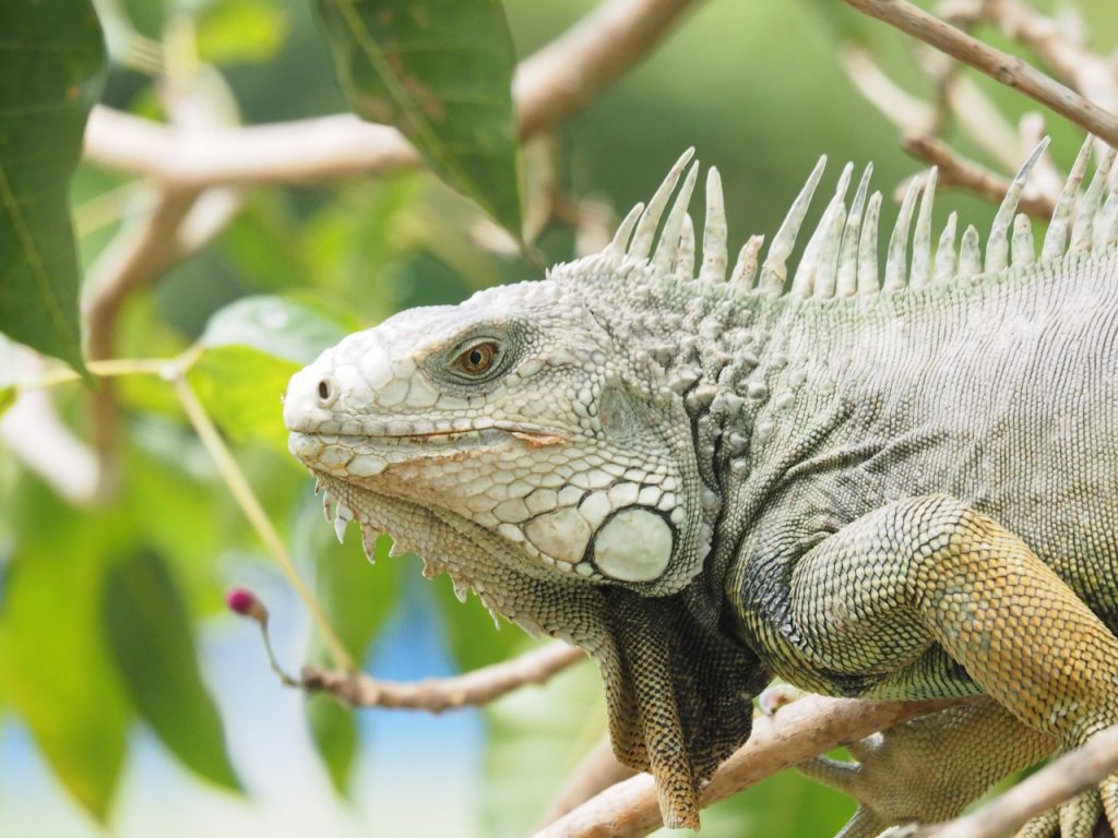 Corpamag adelantará jornadas para evitar el consumo de huevos de iguana