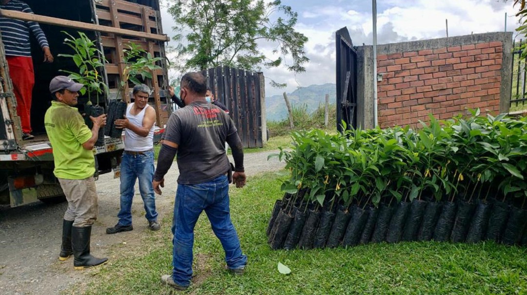 En Manizales entregarán 1.500 plántulas de aguacate a 38 agricultores