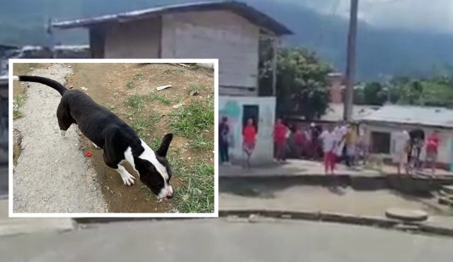 En adopción perrito que sufrió maltrato animal en el barrio Lincoln de Calarcá