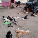 Indignante: torturan y asesinan a cuatro gatos en Santa Marta