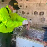 Judicializado presuntos integrantes de red delincuencial señalada de sacrificar caballos para vender las carne clandestinamente en la Costa Atlántica