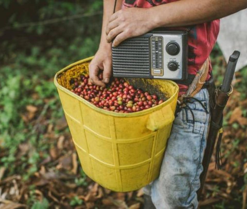 La prima por calidad del café colombiano aumentó 600%