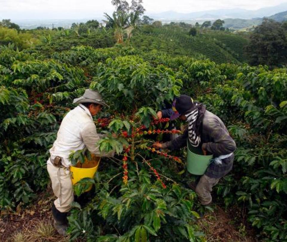Las razones por las que producción de café cayó un 20 % en enero
