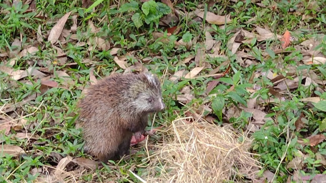 Liberan a un puercoespín encontrado en el techo de un colegio en Manizales