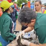 Más de 40 animales rescatados tras derrumbe en Pereira. Algunos de sus dueños murieron y ahora buscan ser adoptados