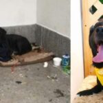 Moisés, el perrito que estuvo 3 días esperando a su dueño enfermo afuera del hospital en Armenia