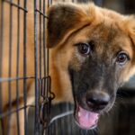 Polémica por hogar de paso para perros en Chiquinquirá