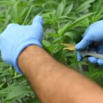 Productores de tomate toman como alternativa cultivar cannabis medicinal