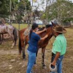 Retornan las jornadas de vacunación de equinos en zonas rurales
