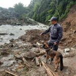 Sasha, la canina de la Fiscalía que recuperó el cuerpo de un joven, víctima del derrumbe en Dosquebradas 